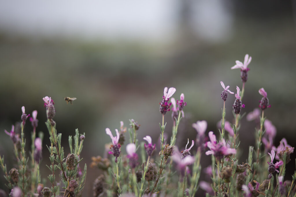 A field of lavender with a bee
