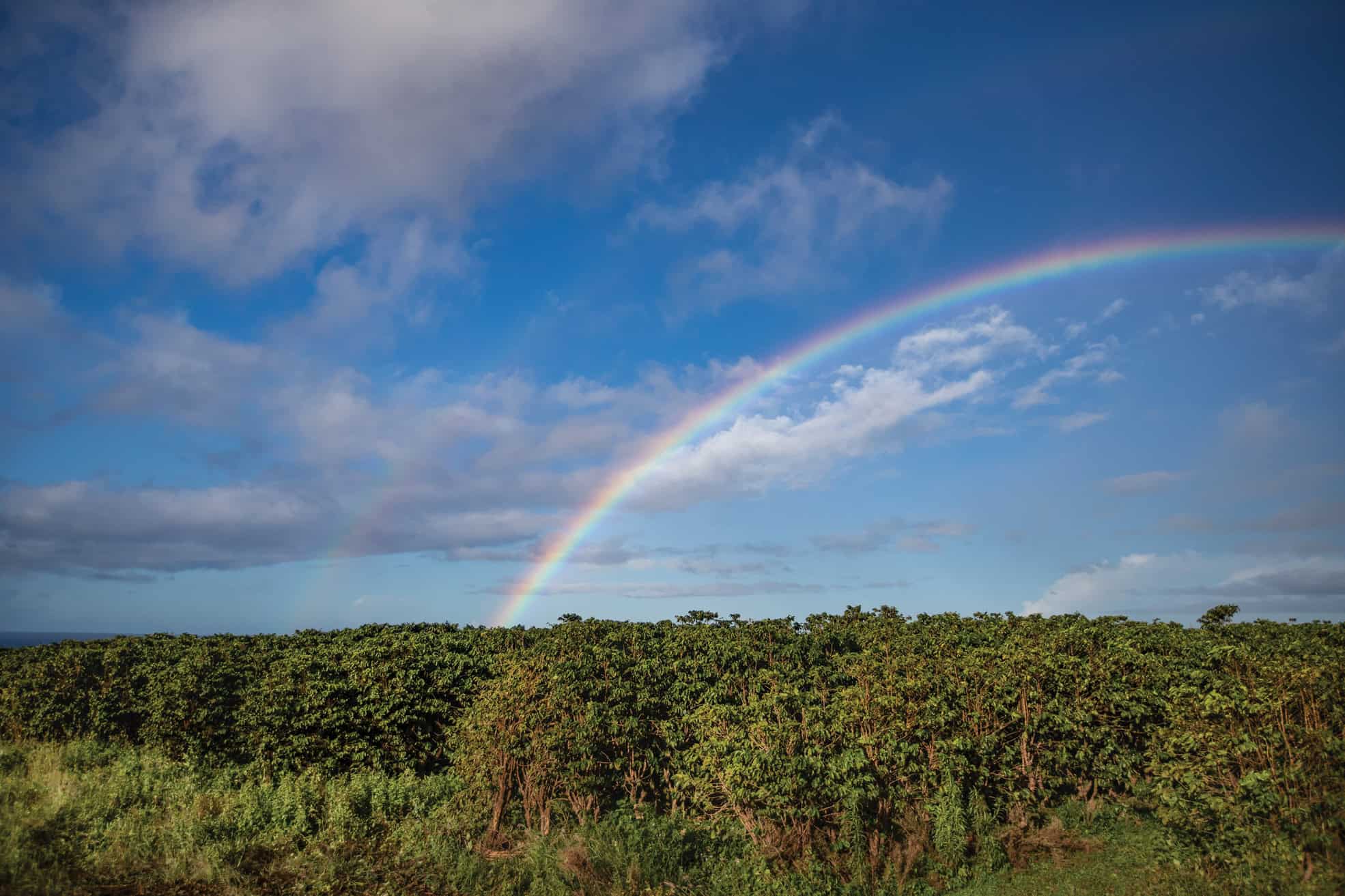 A rainbow extending from the ground into the sky with tropical foliage on the ground