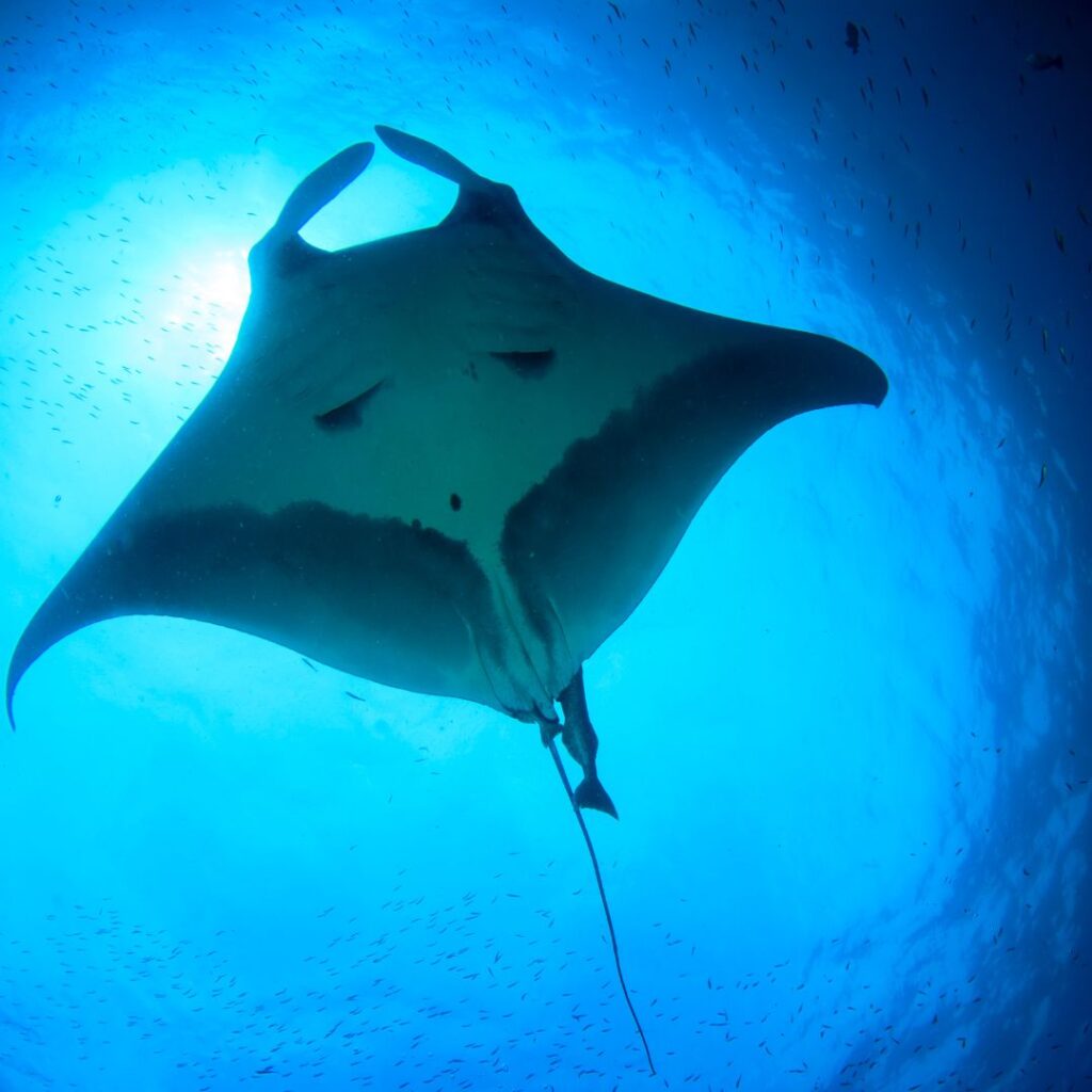 A manta ray in the water with light above it