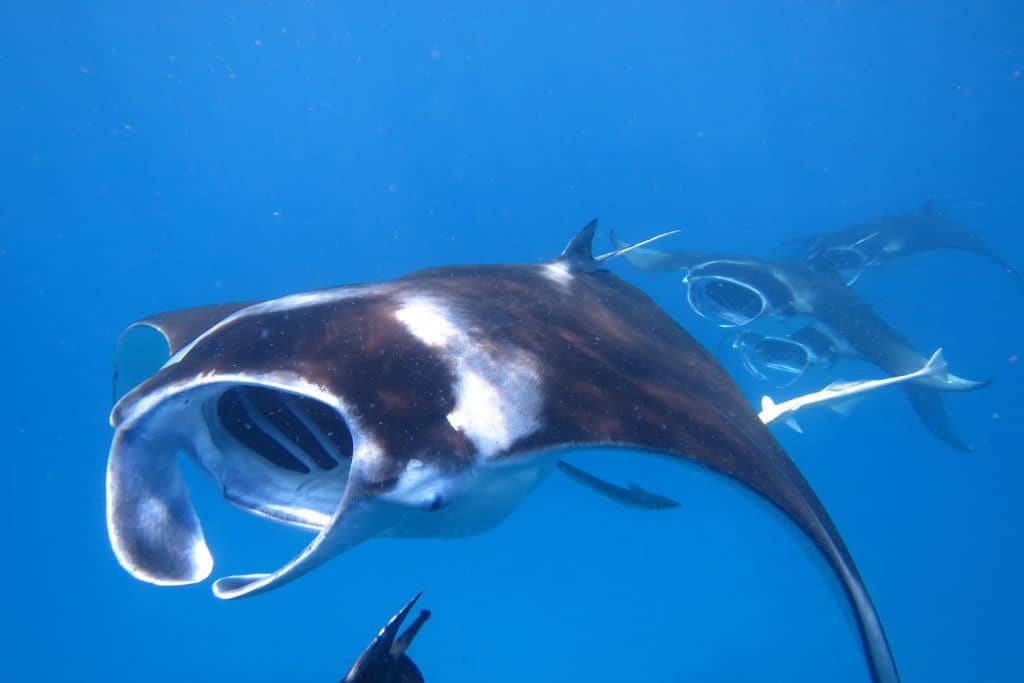 Large manta rays in the ocean off of Kona, Hawaii