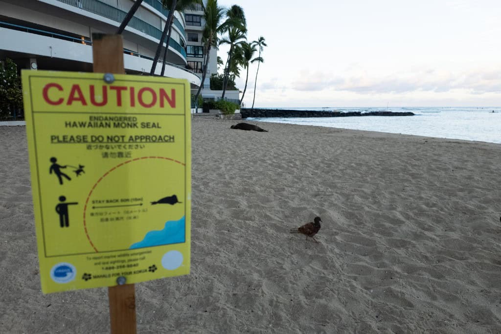 A caution sign in front of a Hawaiian Monk Seal on the beach