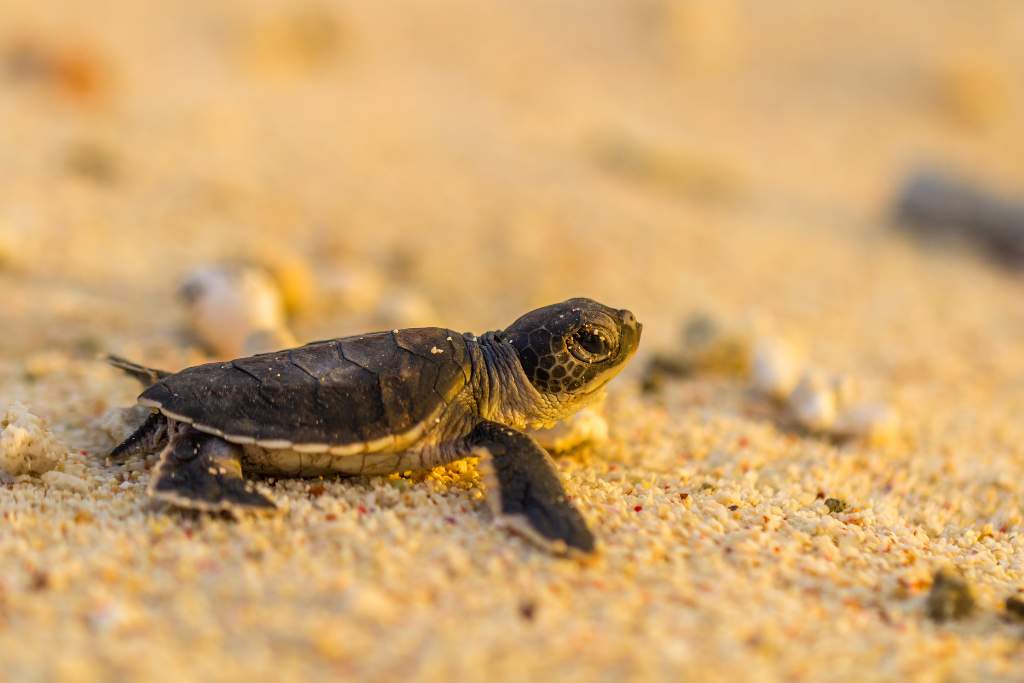 A baby sea turtle in the sand