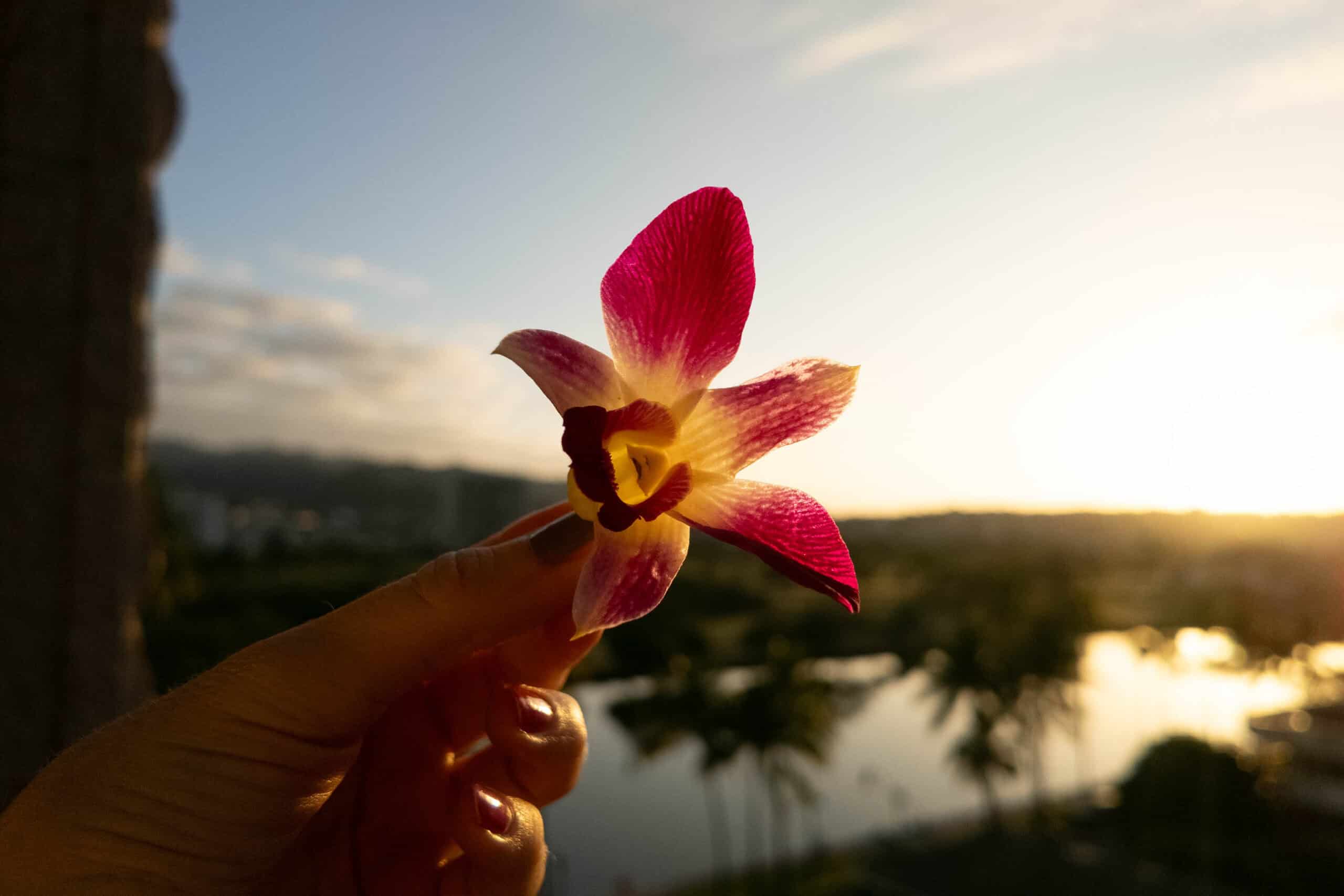 A hand holding a pink orchid overlooking a river with palm trees