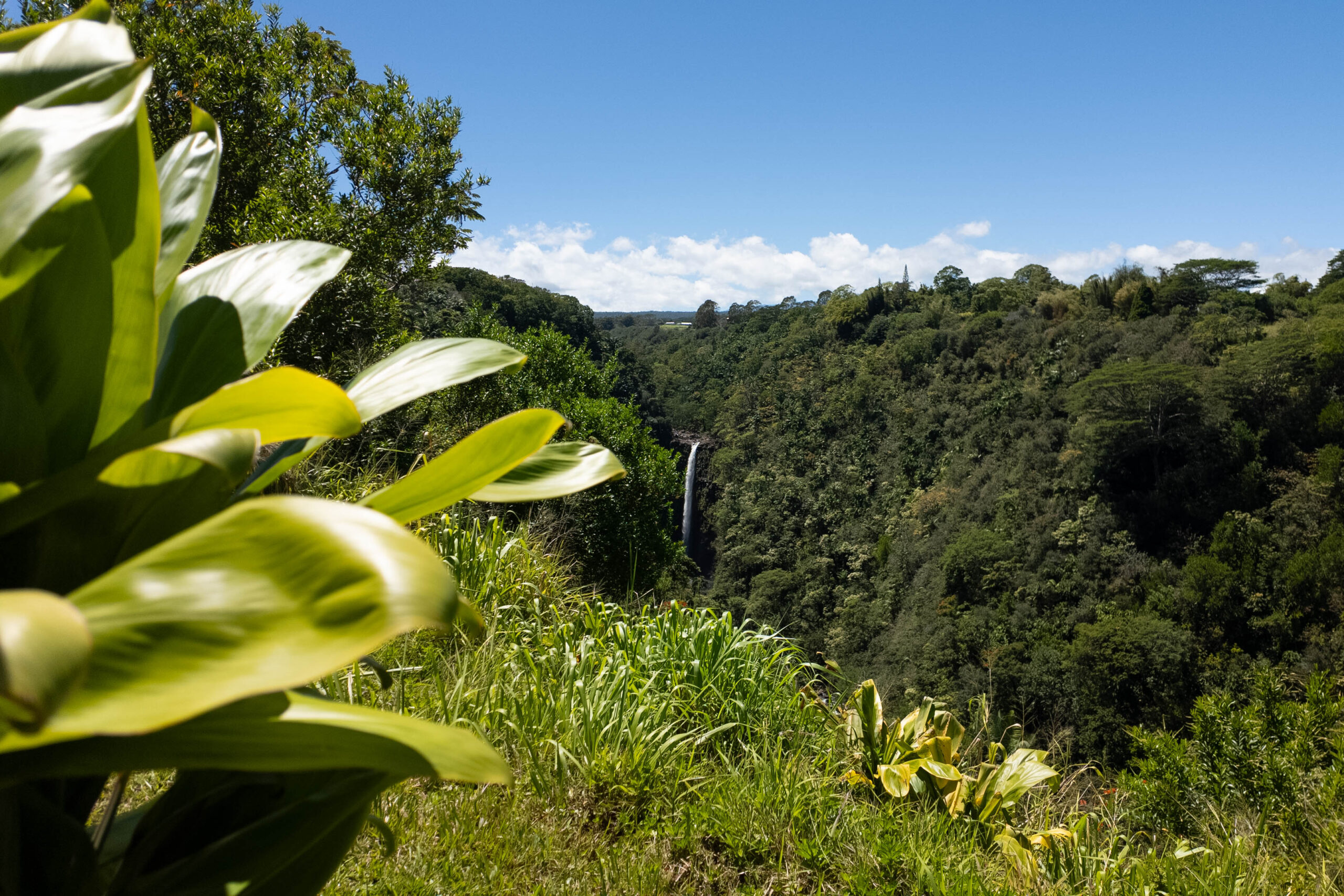 A tropical waterfall surrounded by lush landscaping