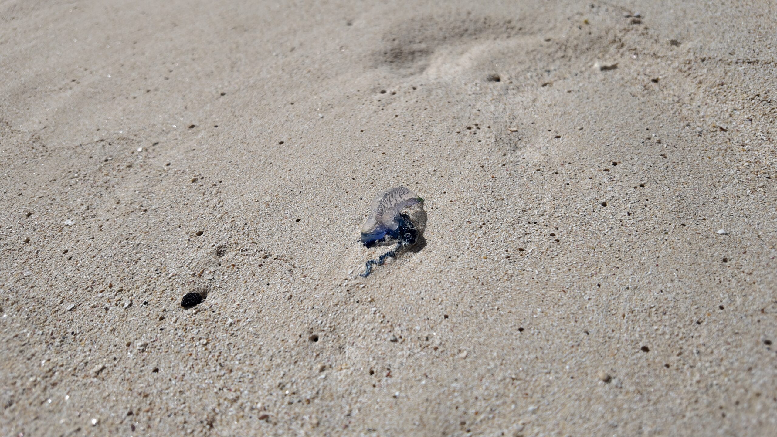 A Portugese Man-O-War on the beach