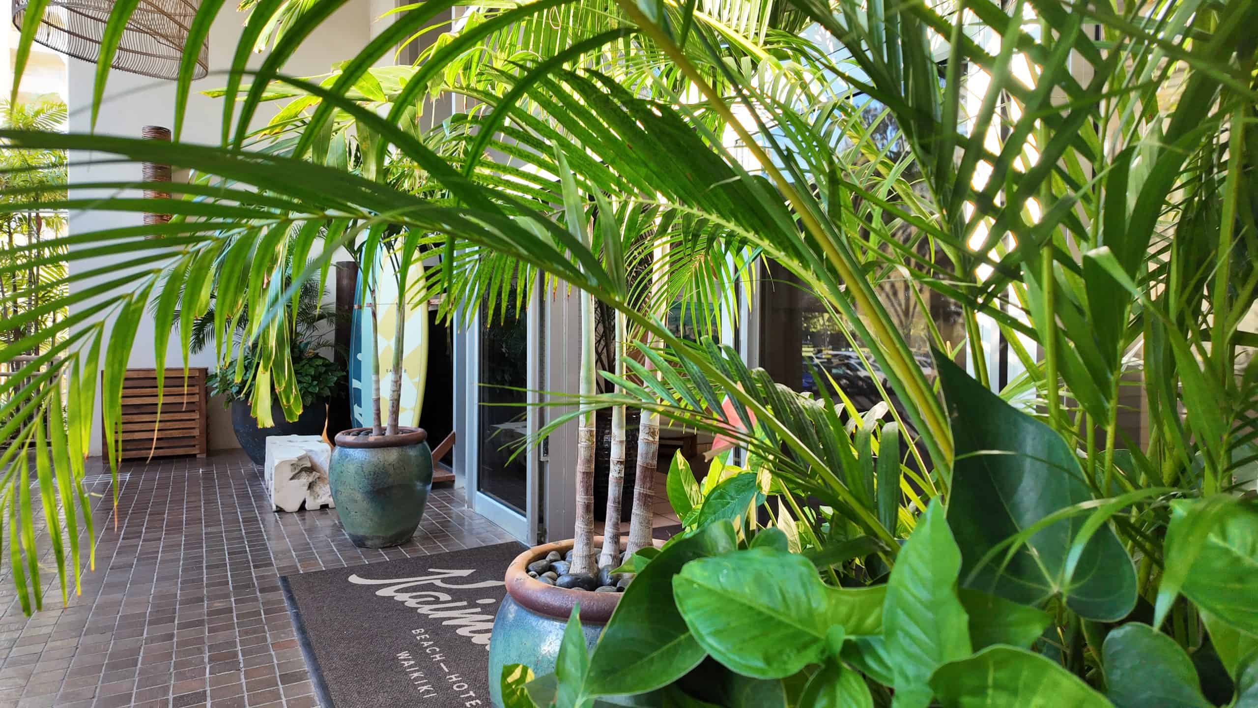 Entrance to Kaimana Beach Hotel surrounded by tropical plants and potted palms, with a glimpse of surfboards near the door.