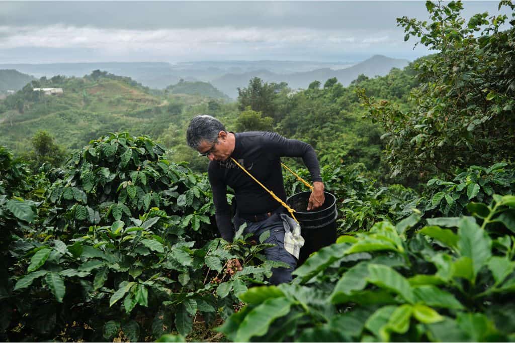 A man with gray hair and a long sleeve black shirt picking coffee beans. A tropical scene behind him with many layers of mountains.