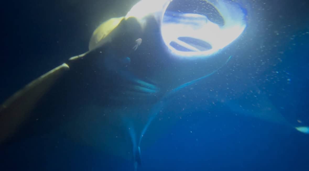 A large manta ray's mouth opening