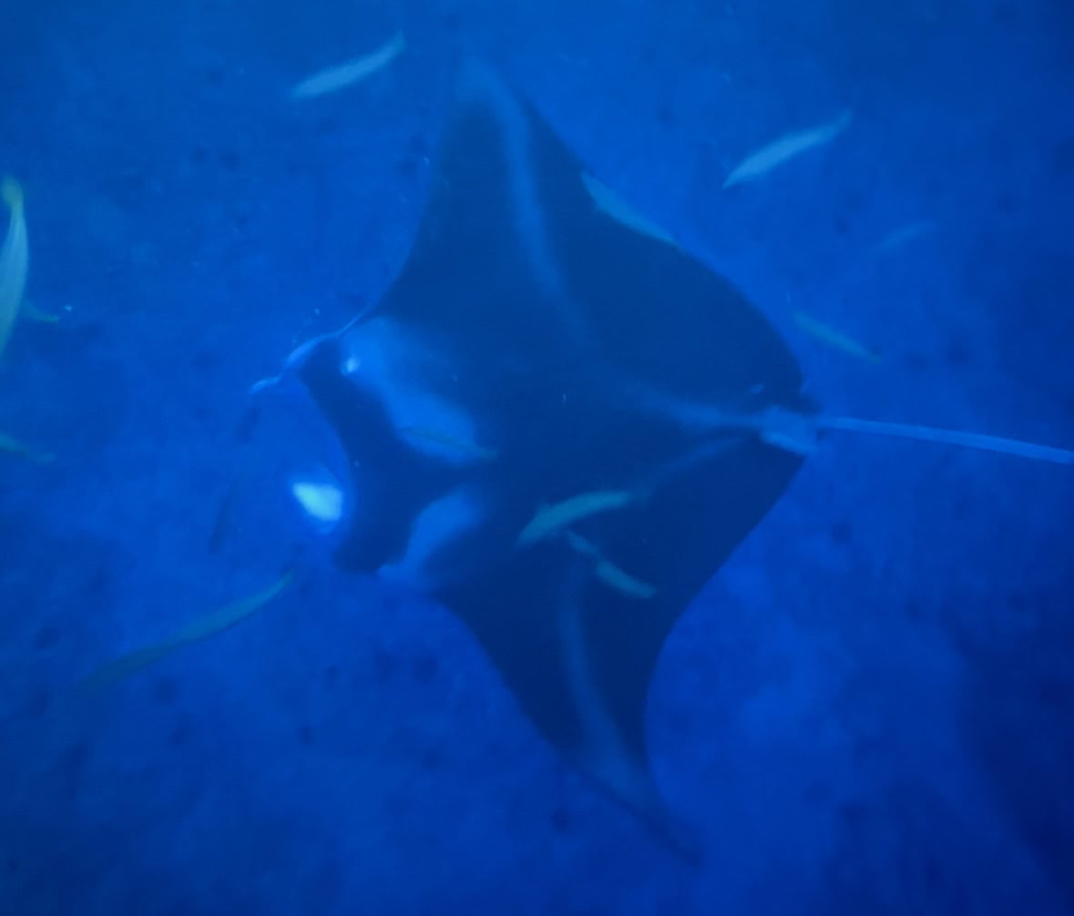 A black manta ray in the water with fish around it