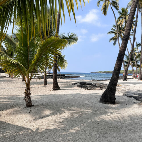 Palm trees in the sand with the ocean behind them