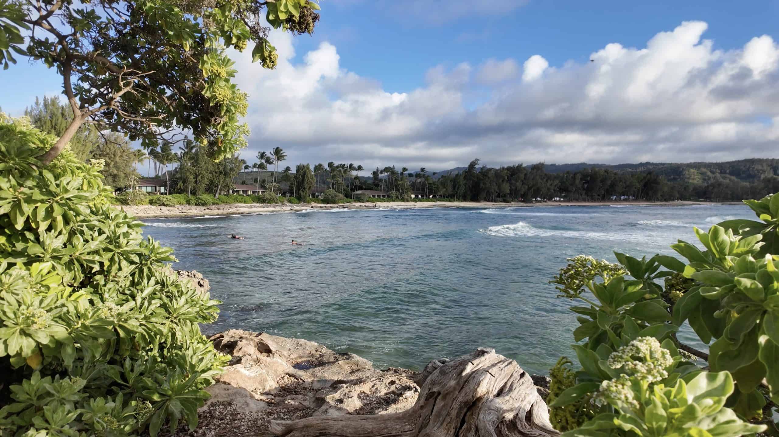 Surfers heading into shore in clear water surrounded by trees.